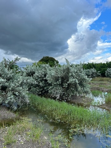 conocarpus-erectus-sericeus-silver-buttonwood