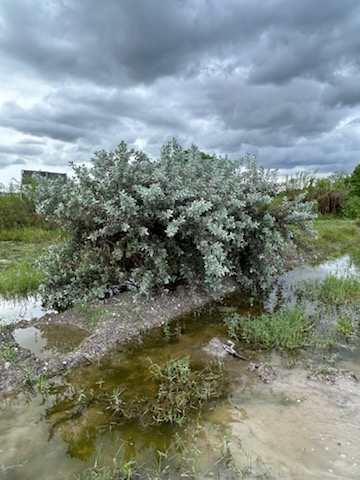 conocarpus-erectus-sericeus-silver-buttonwood