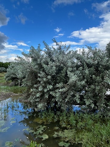 conocarpus-erectus-sericeus-silver-buttonwood