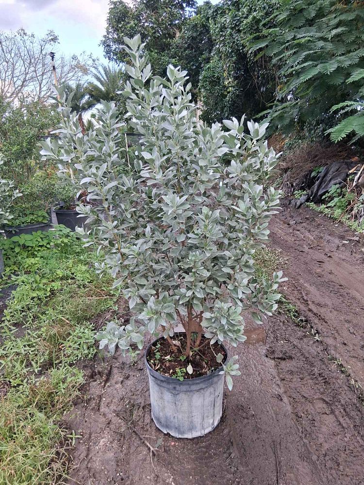 conocarpus-erectus-sericeus-silver-buttonwood