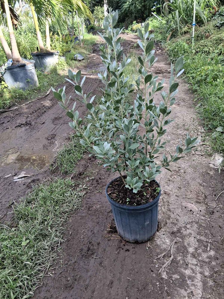 conocarpus-erectus-sericeus-silver-buttonwood
