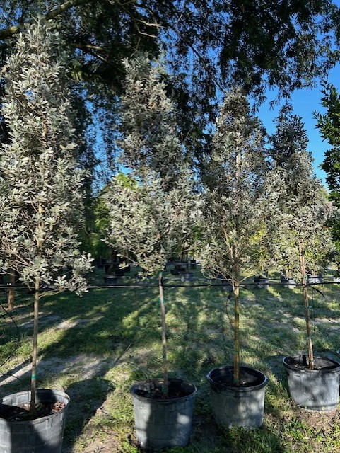 conocarpus-erectus-sericeus-silver-buttonwood