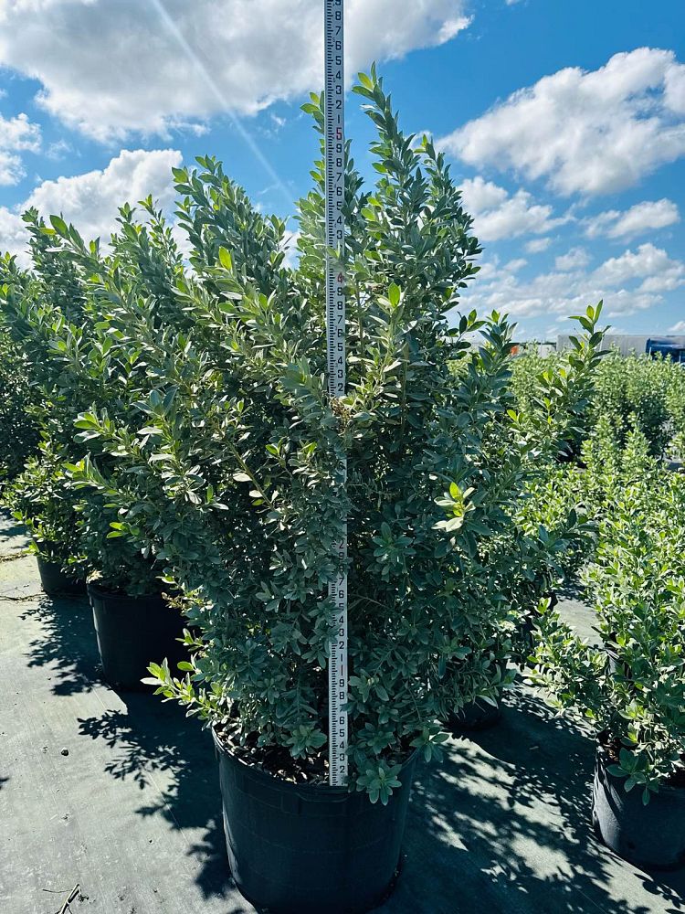 conocarpus-erectus-sericeus-silver-buttonwood