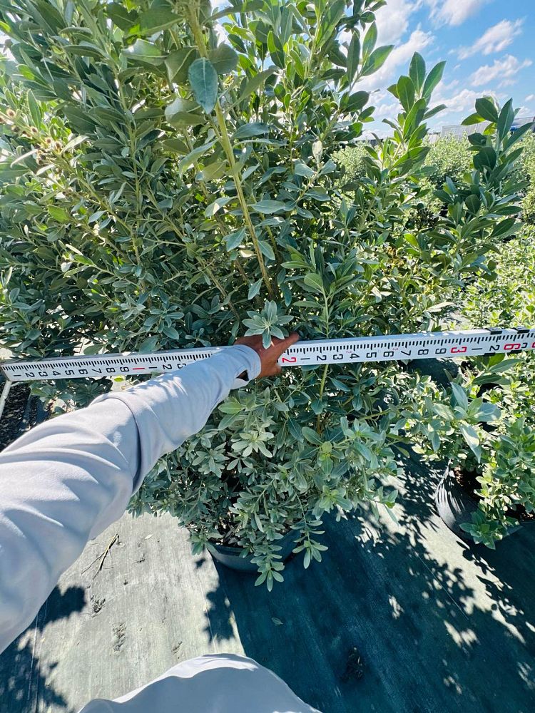 conocarpus-erectus-sericeus-silver-buttonwood