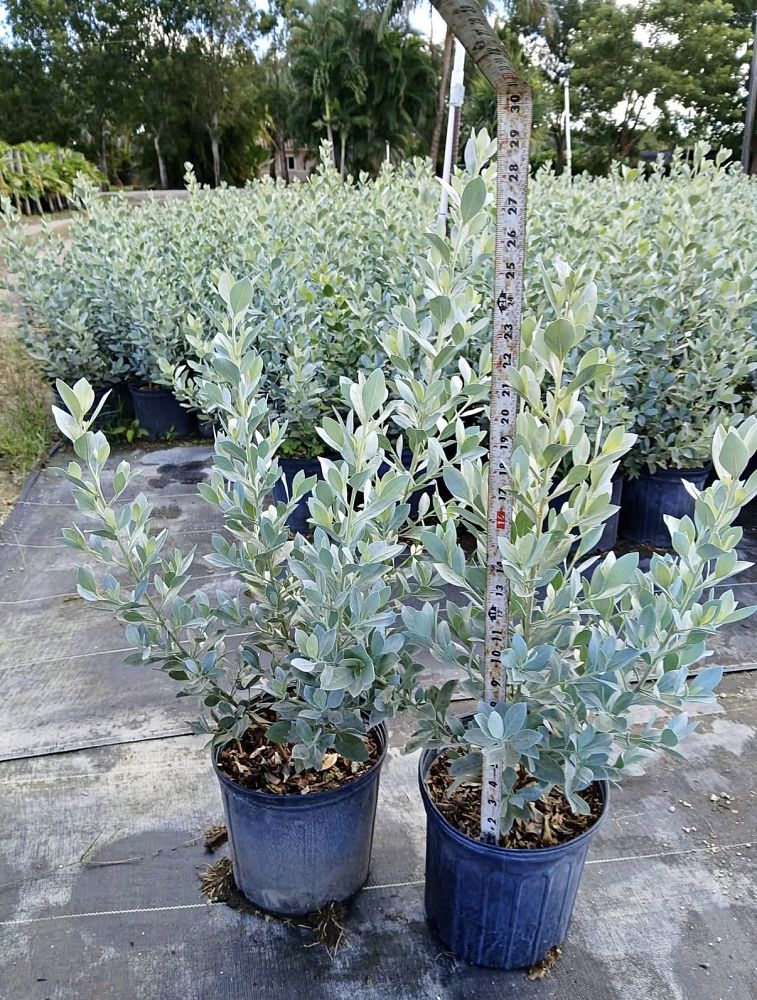 conocarpus-erectus-sericeus-silver-buttonwood