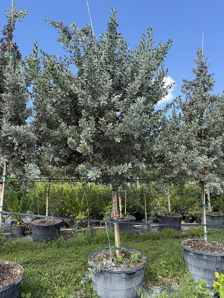 conocarpus-erectus-sericeus-silver-buttonwood