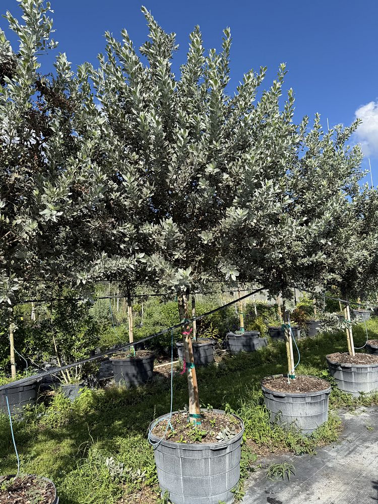 conocarpus-erectus-sericeus-silver-buttonwood