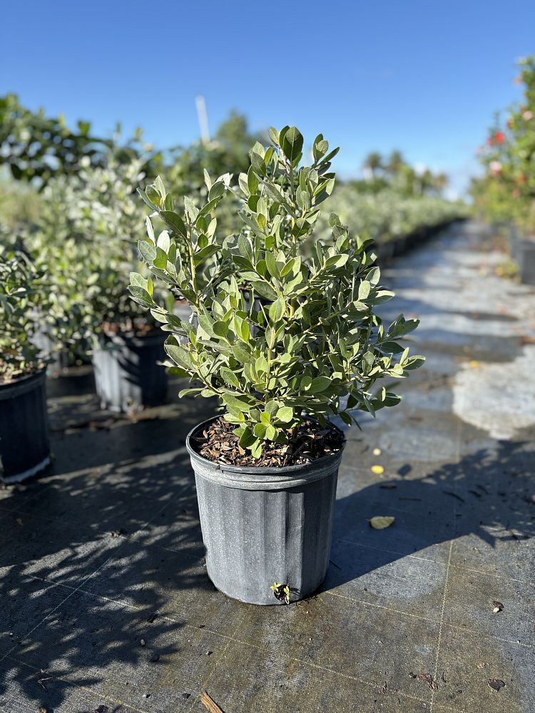 conocarpus-erectus-sericeus-silver-buttonwood