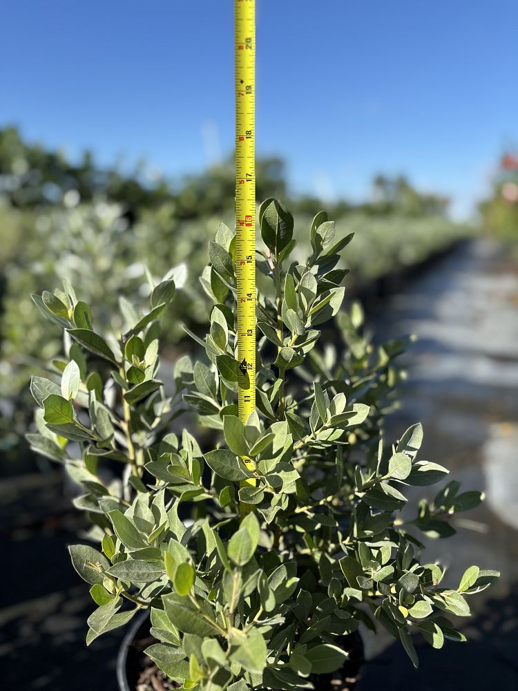 conocarpus-erectus-sericeus-silver-buttonwood