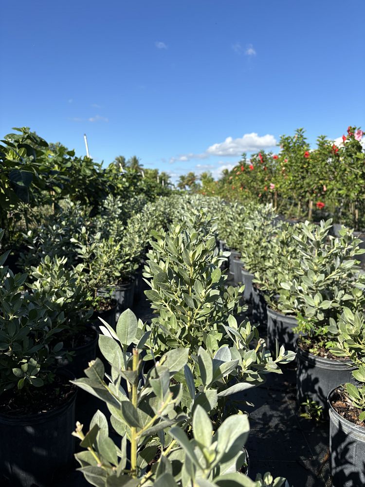conocarpus-erectus-sericeus-silver-buttonwood