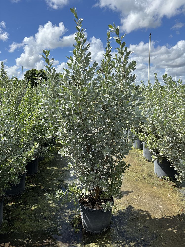 conocarpus-erectus-sericeus-silver-buttonwood