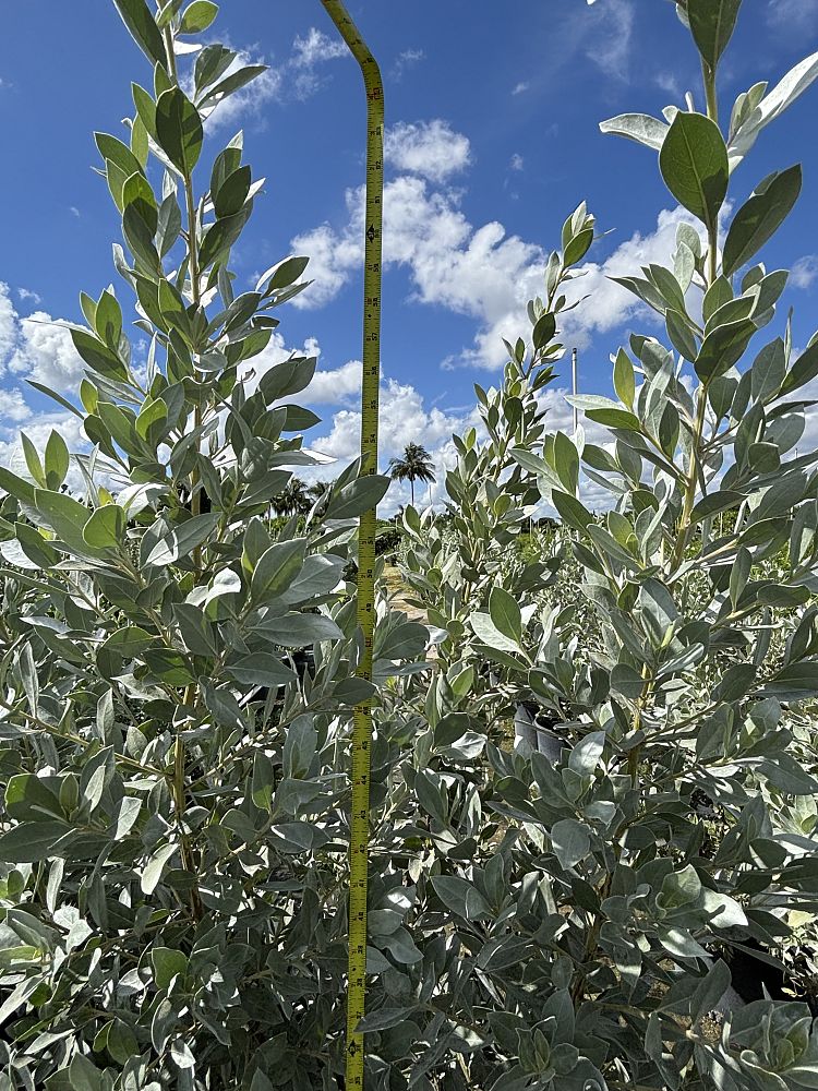 conocarpus-erectus-sericeus-silver-buttonwood