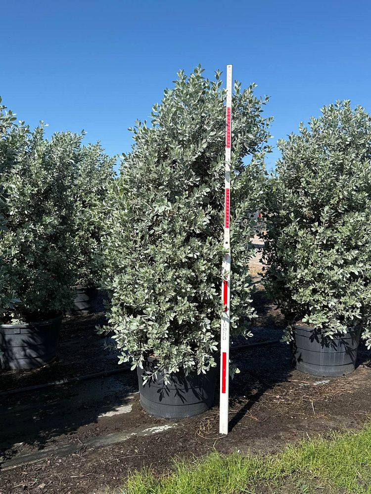 conocarpus-erectus-sericeus-silver-buttonwood