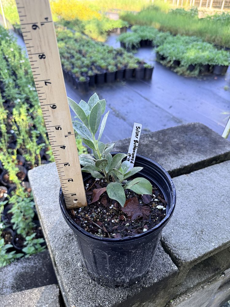 conocarpus-erectus-sericeus-silver-buttonwood