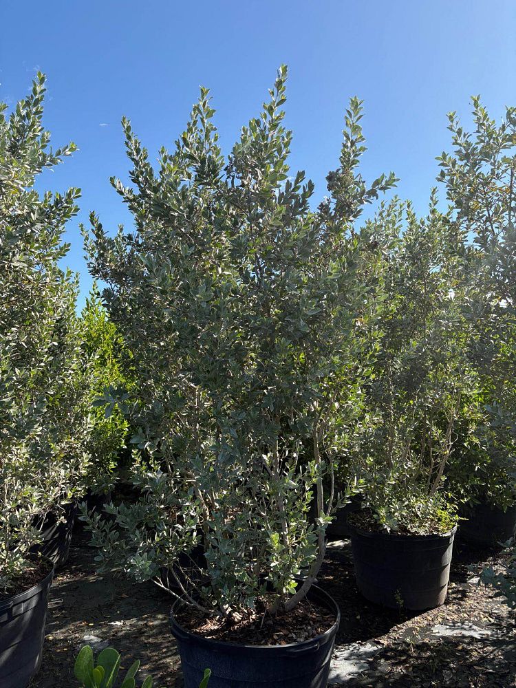 conocarpus-erectus-sericeus-silver-buttonwood