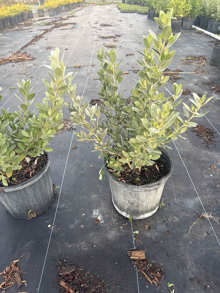 conocarpus-erectus-sericeus-silver-buttonwood