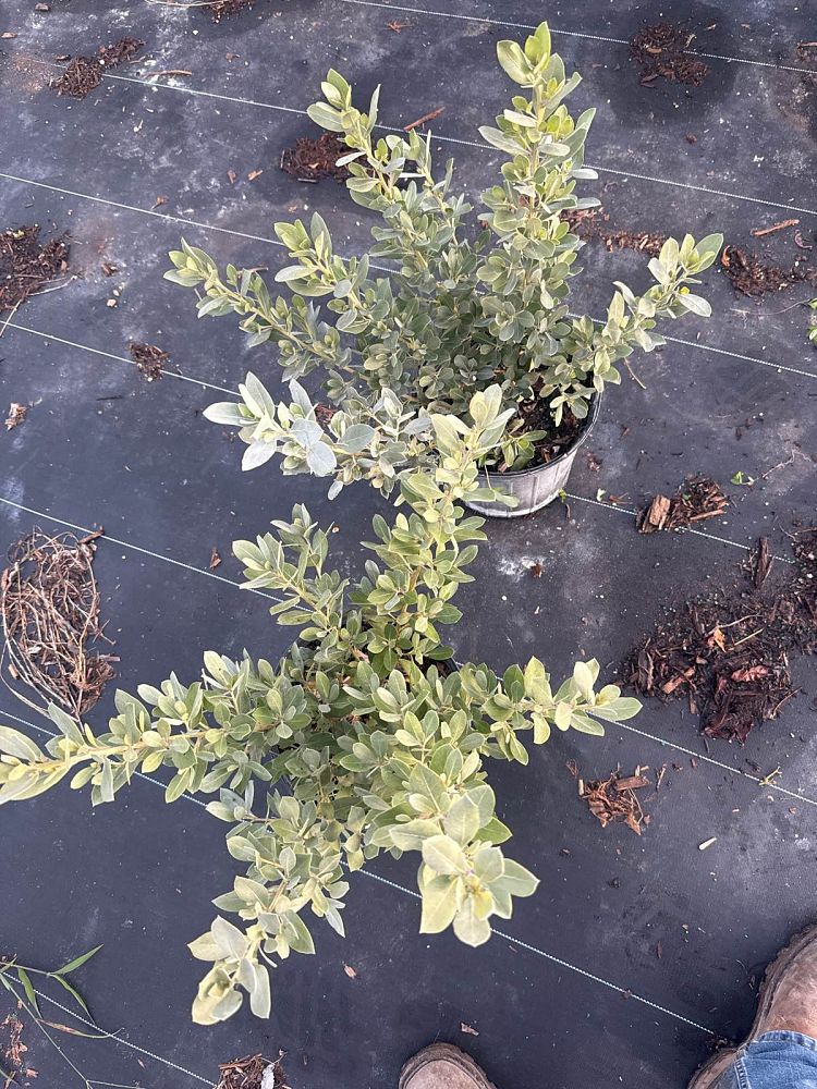 conocarpus-erectus-sericeus-silver-buttonwood