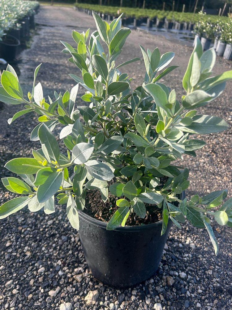 conocarpus-erectus-sericeus-silver-buttonwood