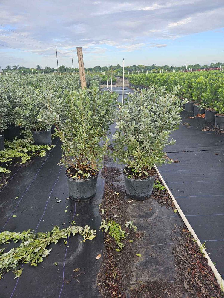 conocarpus-erectus-sericeus-silver-buttonwood