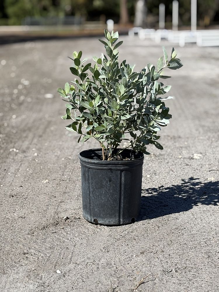 conocarpus-erectus-sericeus-silver-buttonwood