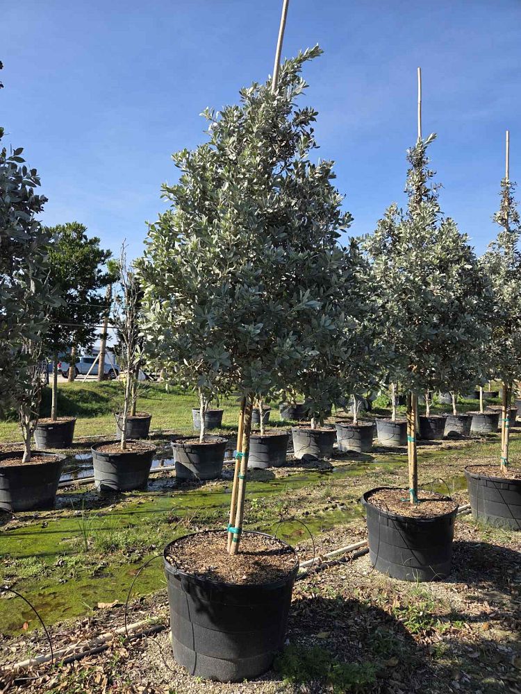 conocarpus-erectus-sericeus-silver-buttonwood