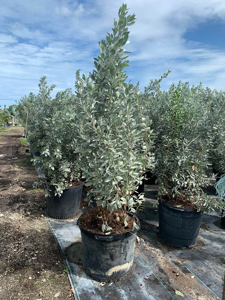 conocarpus-erectus-silver-queen-silver-buttonwood