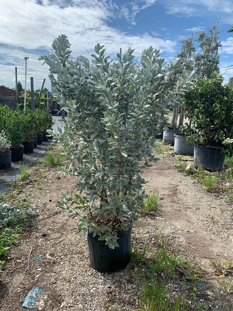 conocarpus-erectus-silver-queen-silver-buttonwood