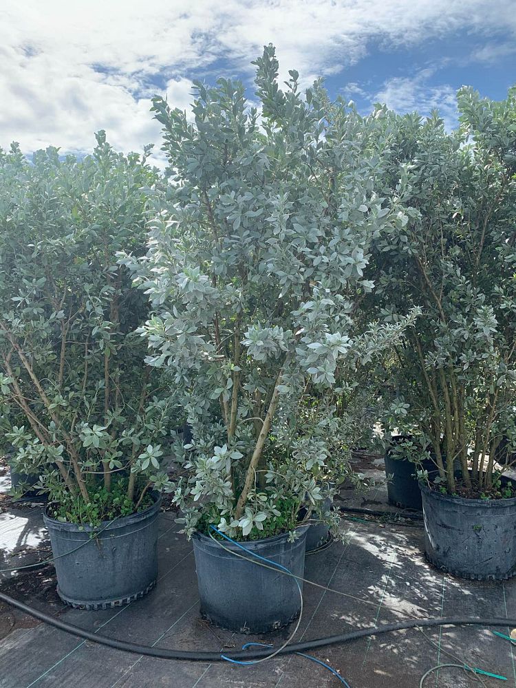 conocarpus-erectus-silver-queen-silver-buttonwood