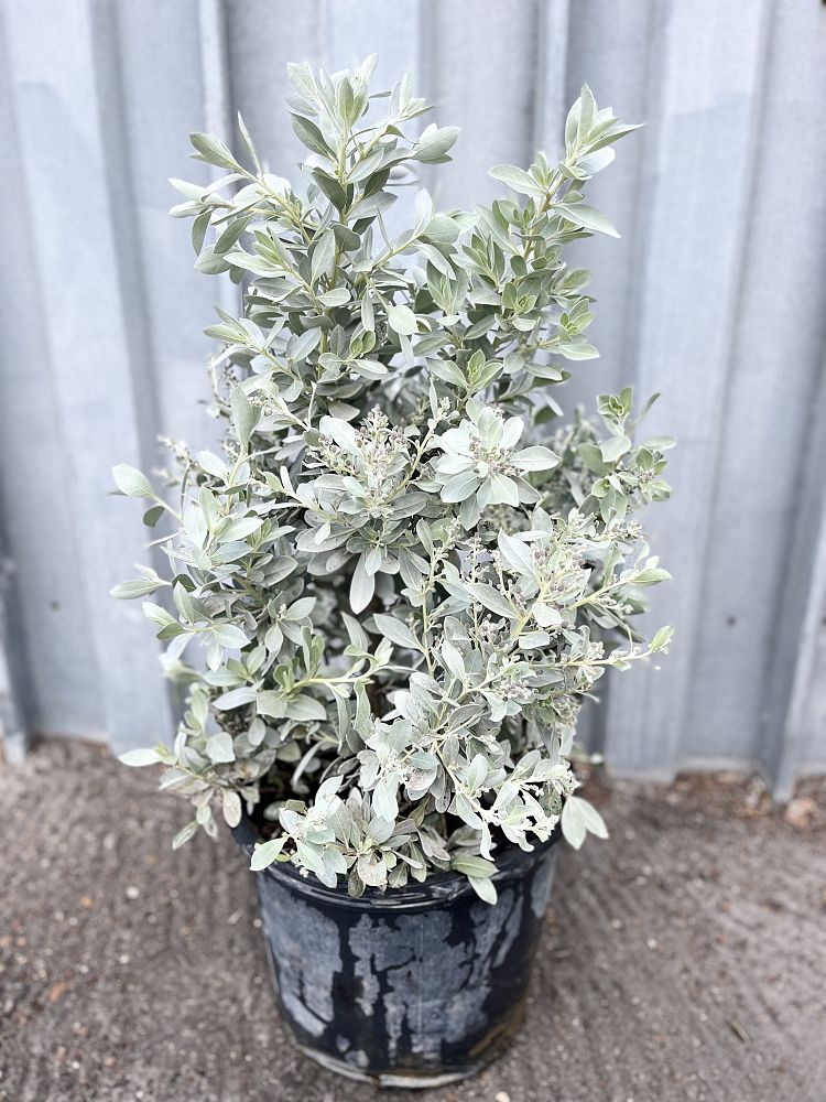 conocarpus-erectus-silver-queen-silver-buttonwood