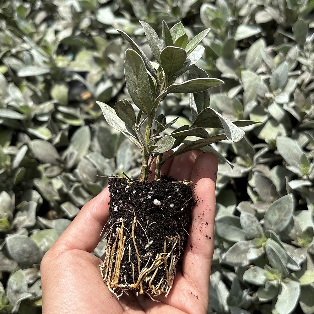 conocarpus-erectus-silver-queen-silver-buttonwood