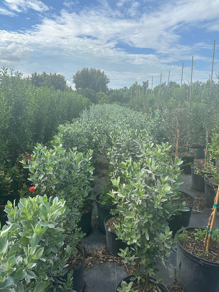 conocarpus-erectus-silver-queen-silver-buttonwood