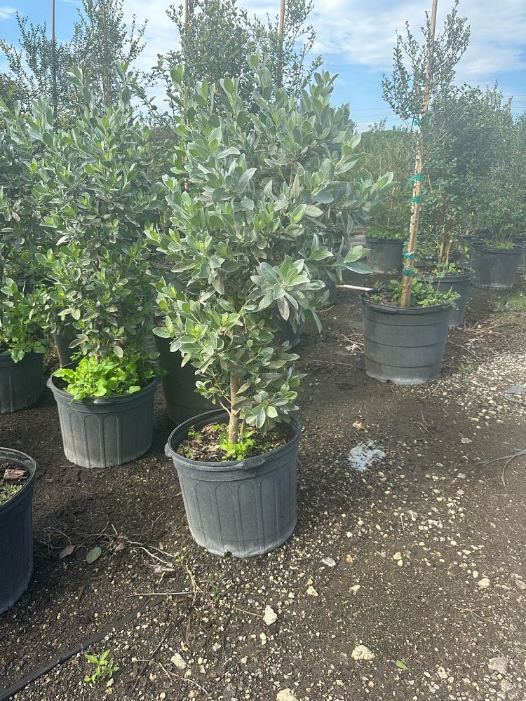 conocarpus-erectus-silver-queen-silver-buttonwood