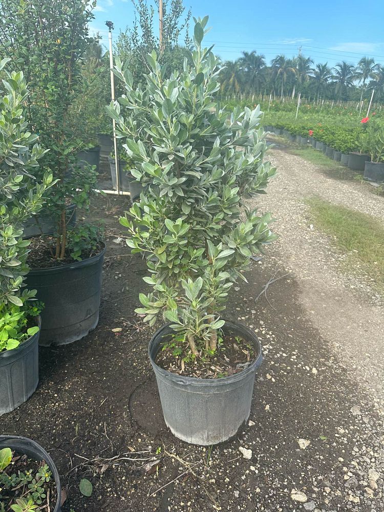 conocarpus-erectus-silver-queen-silver-buttonwood