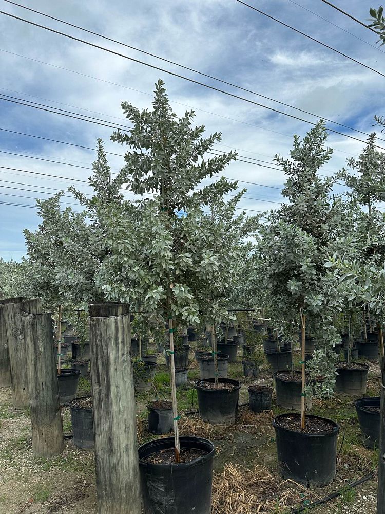 conocarpus-erectus-silver-queen-silver-buttonwood