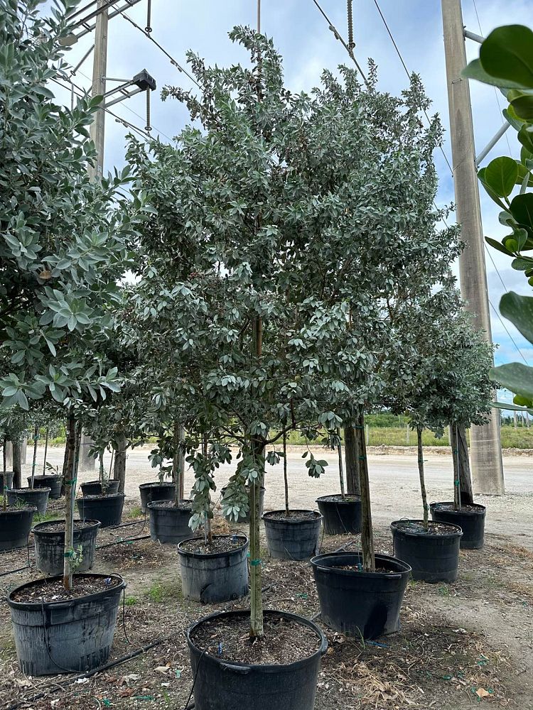 conocarpus-erectus-silver-queen-silver-buttonwood
