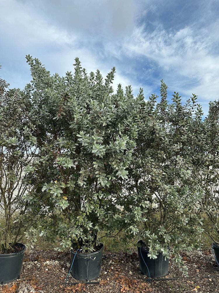 conocarpus-erectus-silver-queen-silver-buttonwood