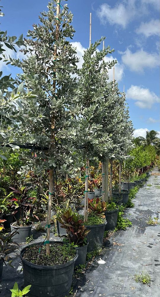 conocarpus-erectus-silver-queen-silver-buttonwood