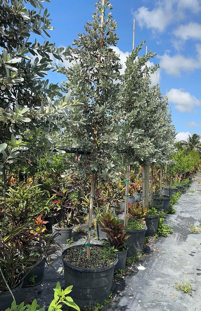 conocarpus-erectus-silver-queen-silver-buttonwood