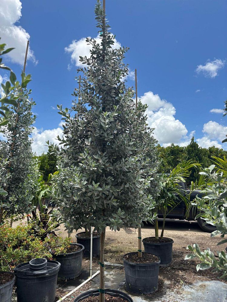 conocarpus-erectus-silver-queen-silver-buttonwood