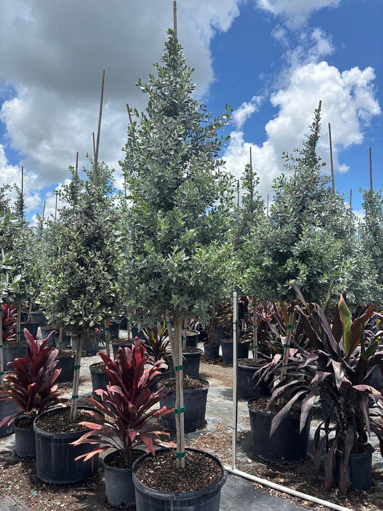 conocarpus-erectus-silver-queen-silver-buttonwood