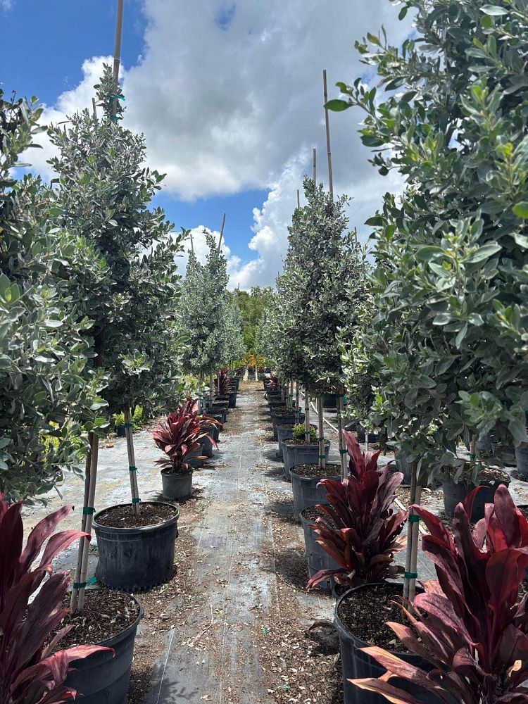 conocarpus-erectus-silver-queen-silver-buttonwood