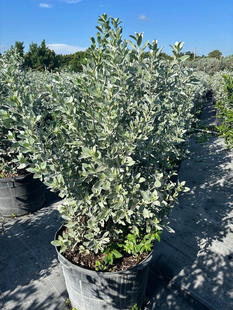 conocarpus-erectus-silver-queen-silver-buttonwood