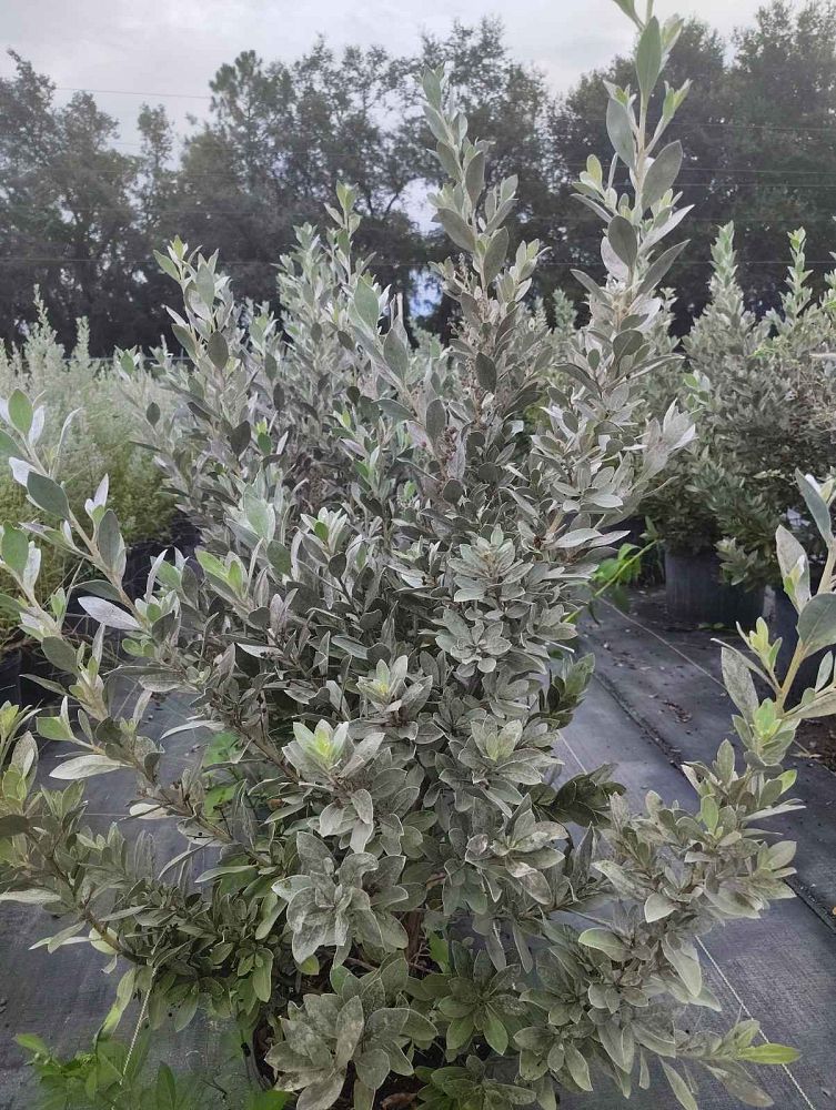 conocarpus-erectus-silver-queen-silver-buttonwood