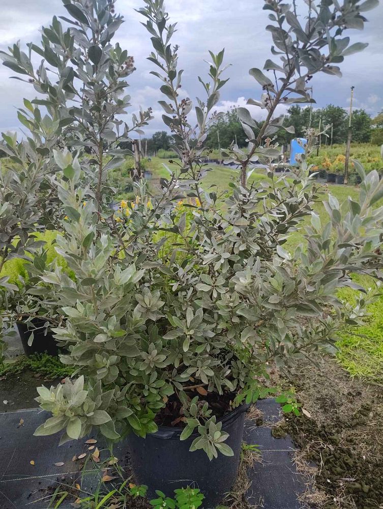 conocarpus-erectus-silver-queen-silver-buttonwood
