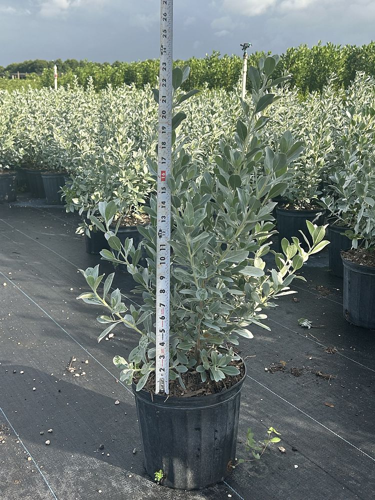 conocarpus-erectus-silver-queen-silver-buttonwood