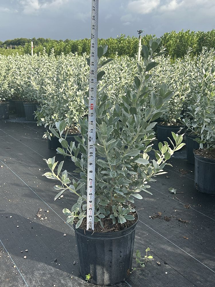 conocarpus-erectus-silver-queen-silver-buttonwood
