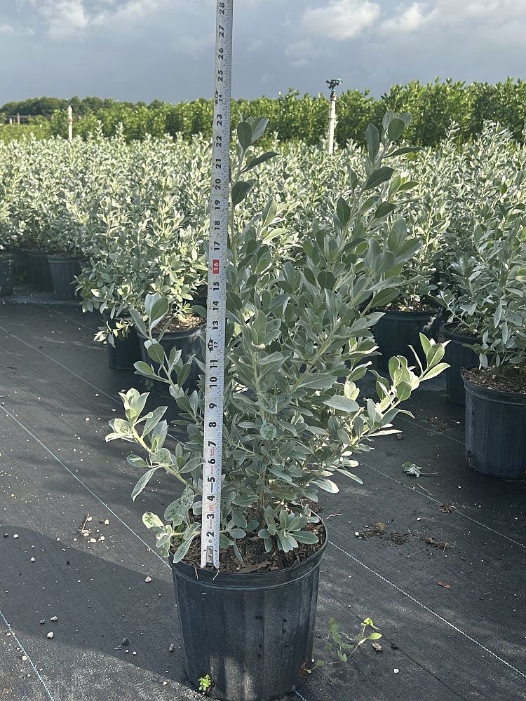 conocarpus-erectus-silver-queen-silver-buttonwood