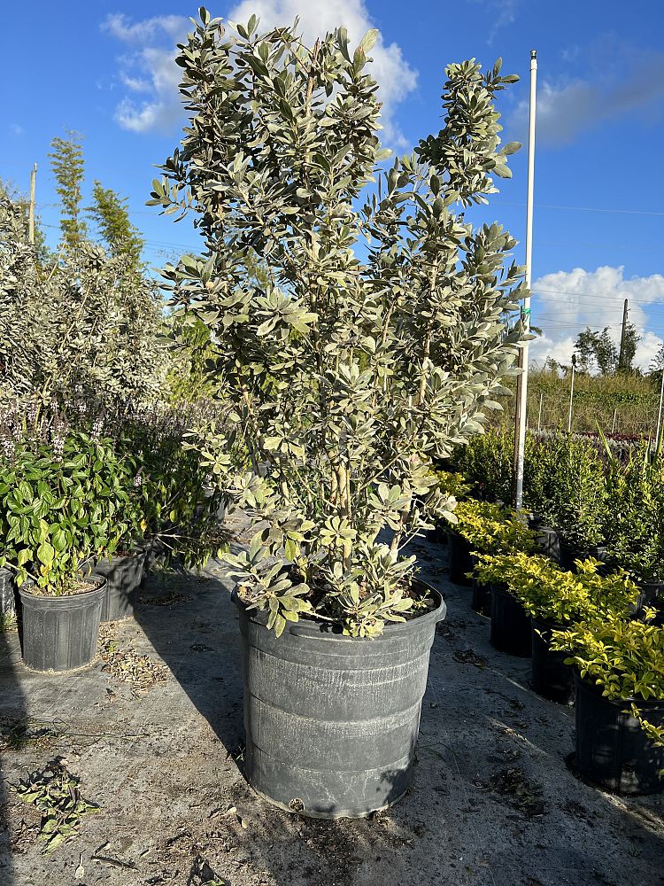 conocarpus-erectus-silver-sheen-silver-buttonwood