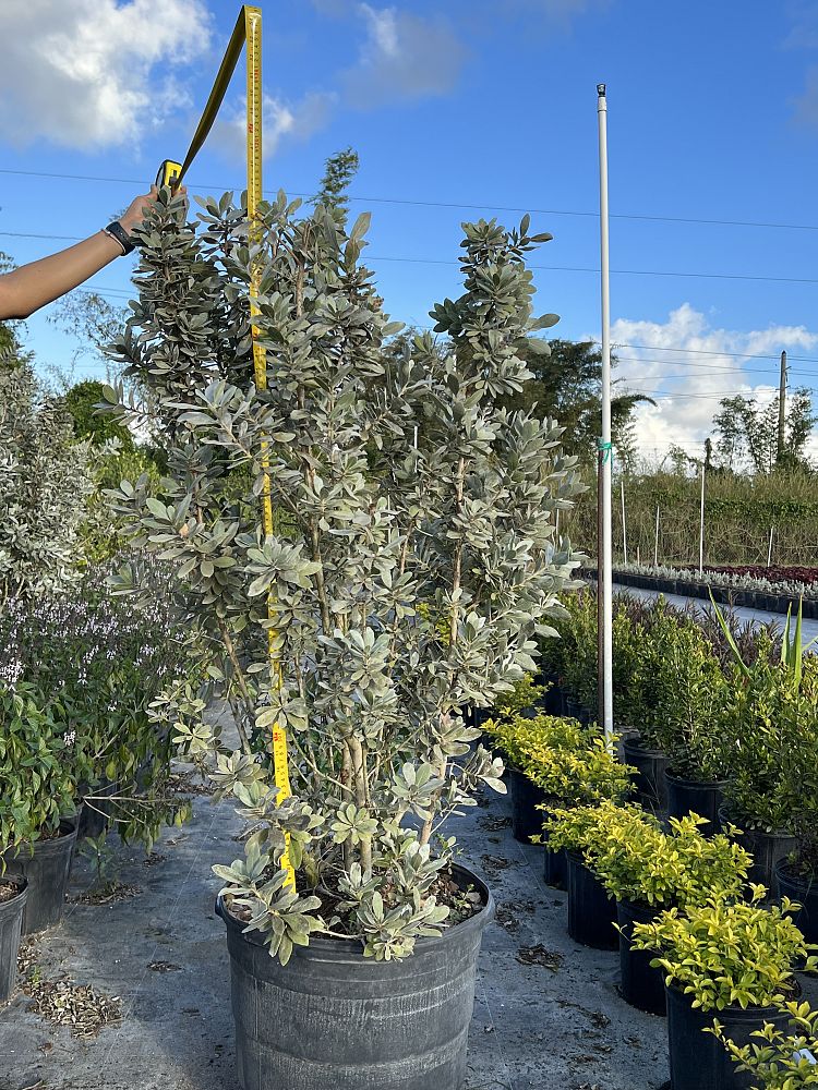 conocarpus-erectus-silver-sheen-silver-buttonwood