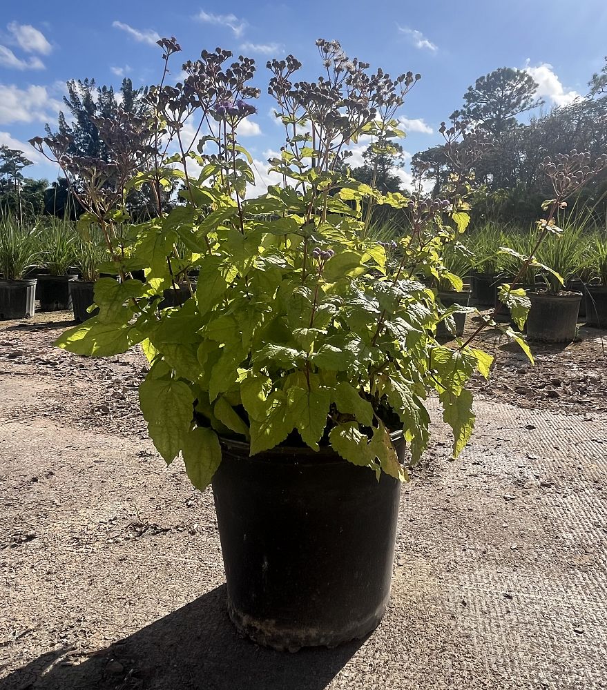conoclinium-coelestinum-wayside-blue-mistflower-hardy-ageratum